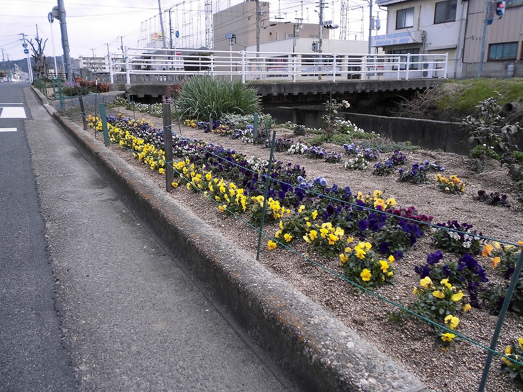 相生橋南付近のビオラ