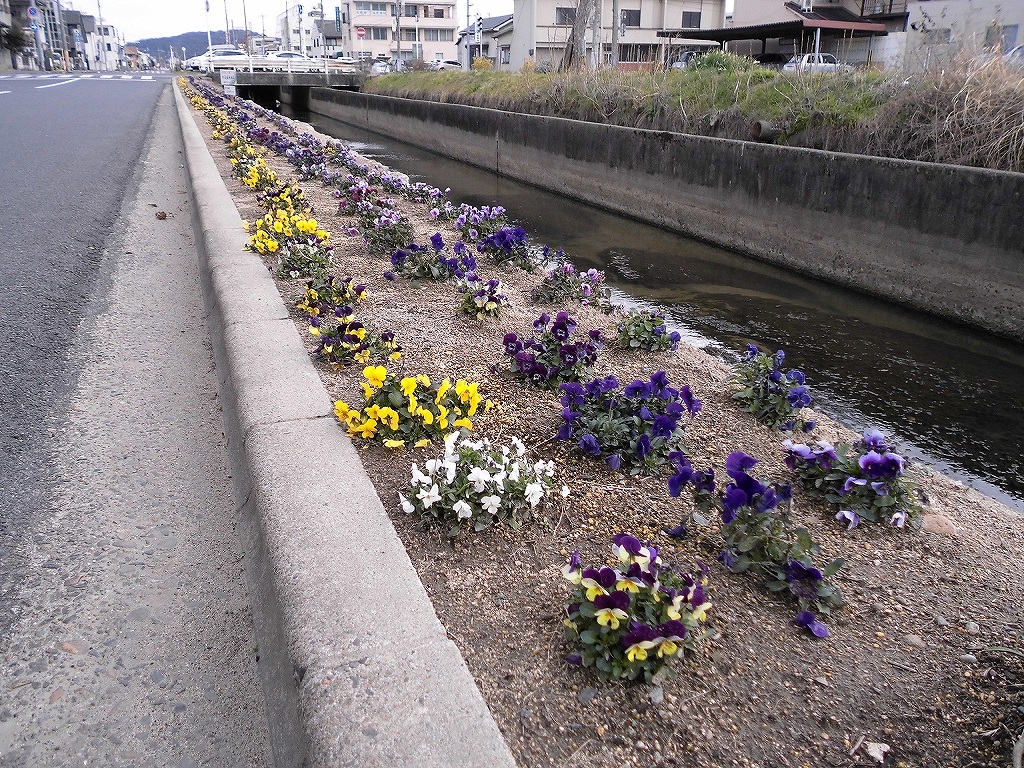 協同病院横のビオラ