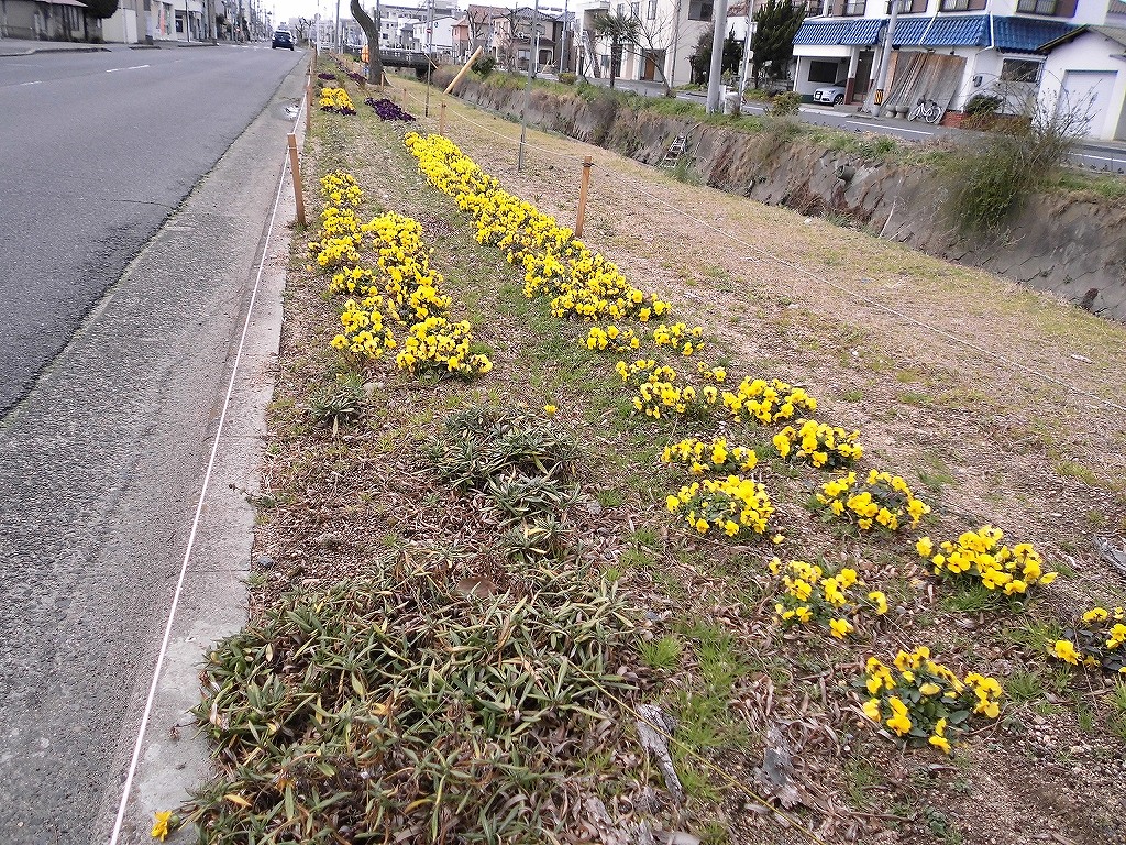 色分けされたビオラ