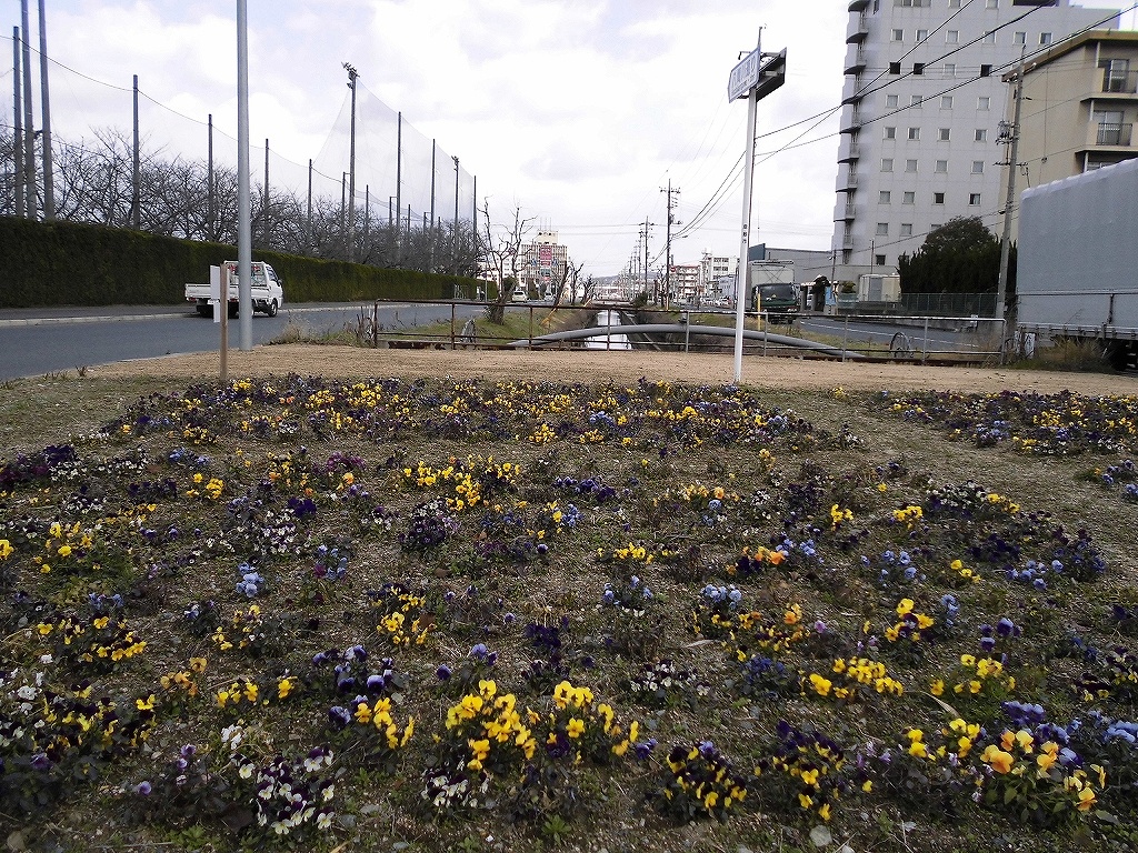 八間川最南端の三菱自動車北側のビオラ