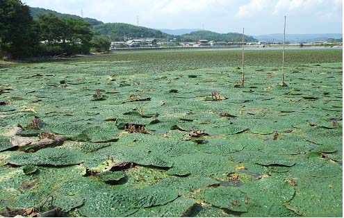 写真：新池のオニバス１