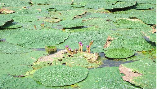 写真：新池のオニバス2