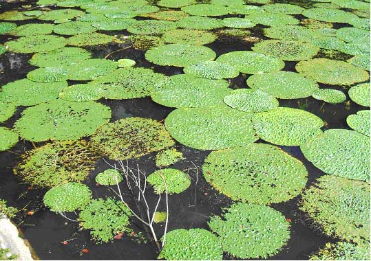 写真：大池のオニバス