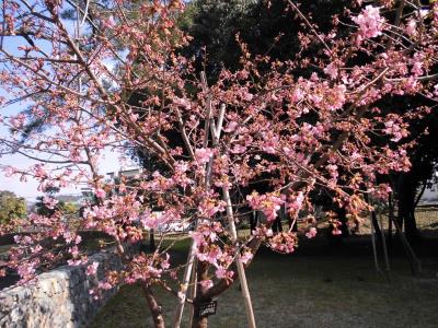 河津桜