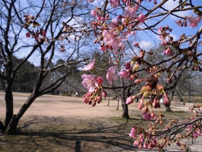 ピンクの河津桜