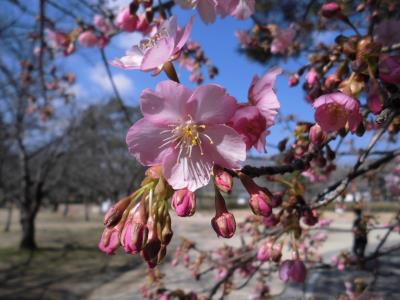 ピンクの河津桜