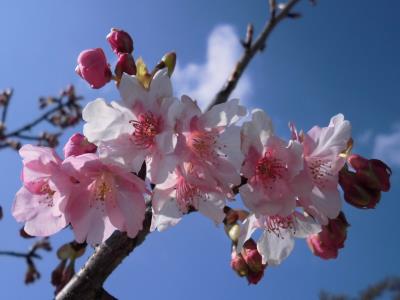 河津桜の花びら