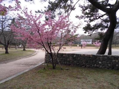 河津桜