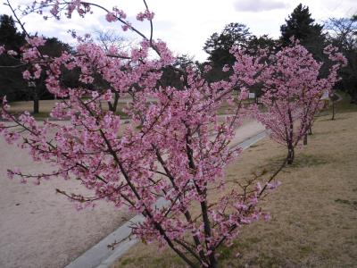 満開の河津桜