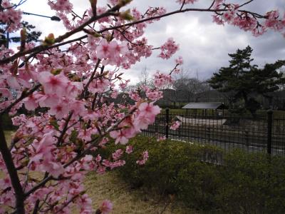 河津桜の花びら