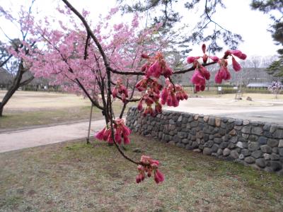 寒緋桜