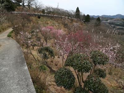 梅の花が、散ってしまいました