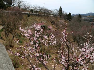 散ってしまった梅の花のアップ