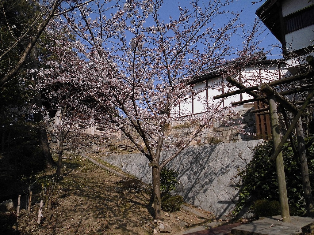 淡いピンクの花が３分咲きになりました