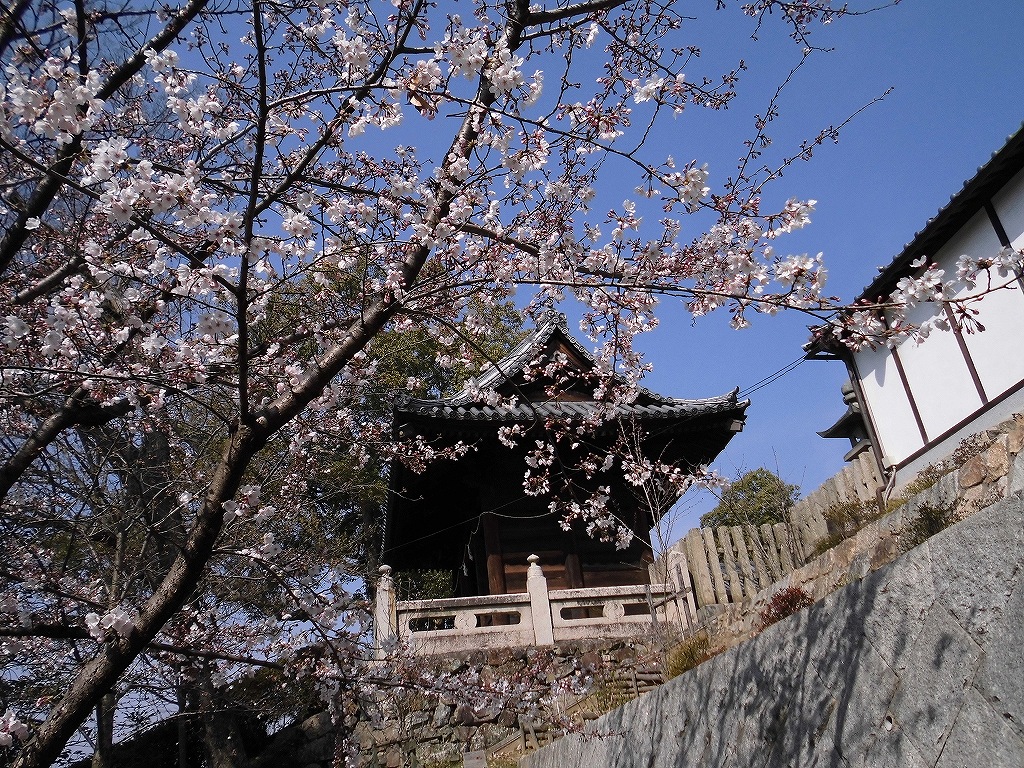 桜越しの鐘楼