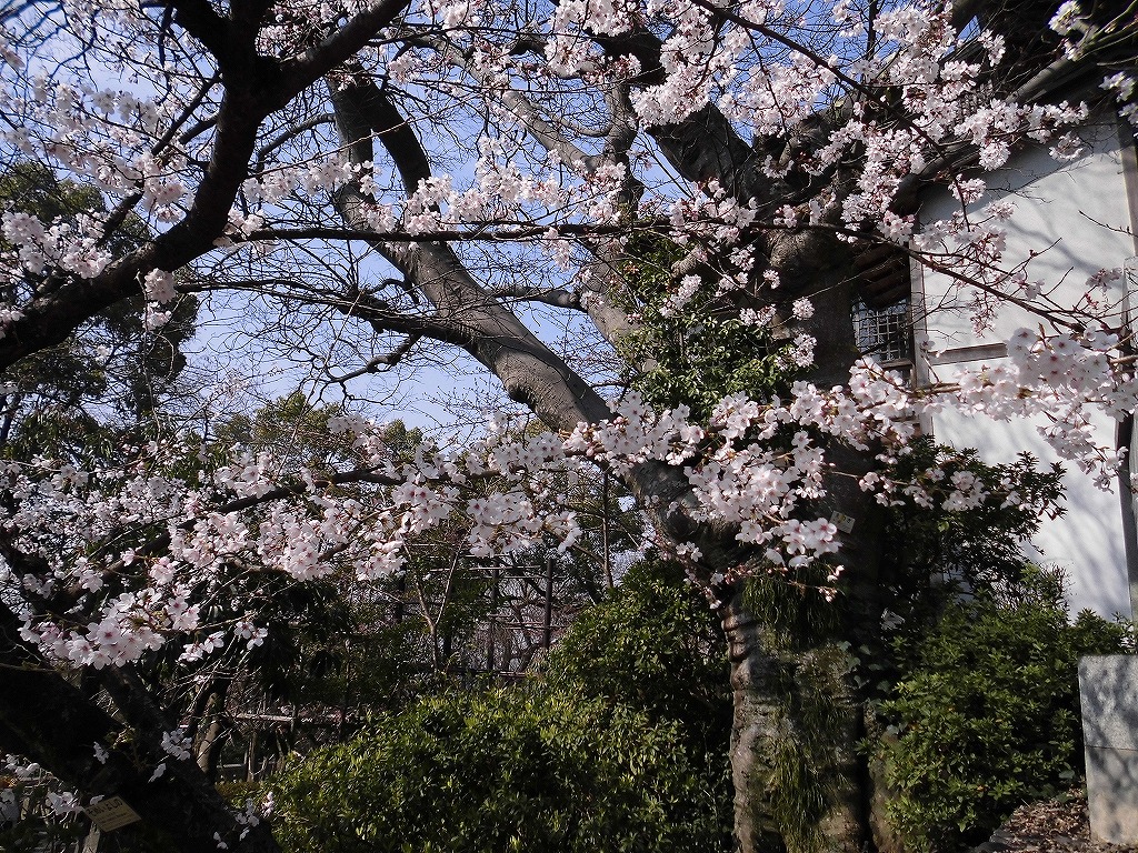 ソメイヨシノの枝と花