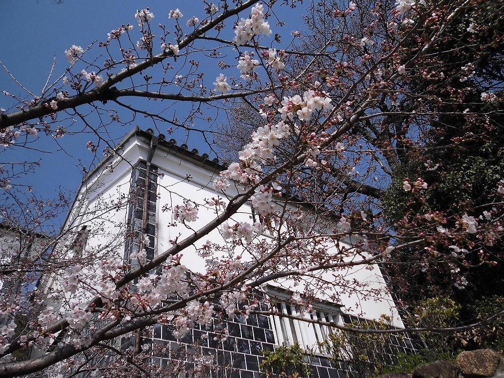 桜越しの白壁