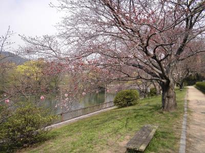 配水池の東土手のソメイヨシノの開花