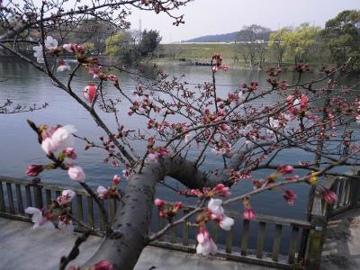 ソメイヨシノの花びら