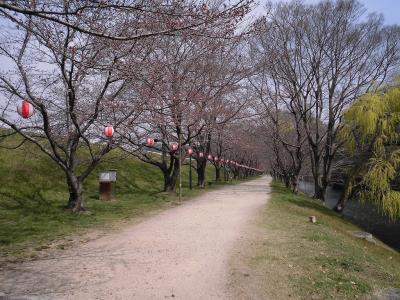 配水池西側はまだほとんどの木がツボミ