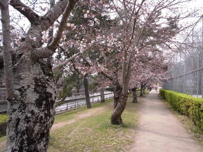 グラウンド東側は咲き始め