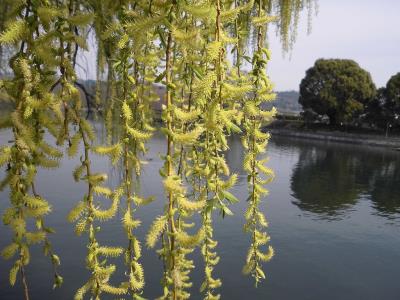 シダレヤナギの花