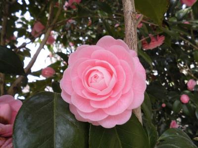 オトメツバキが花盛り