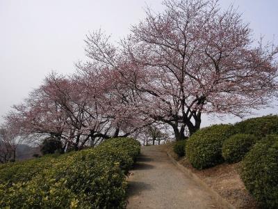 ツツジ園の隣の大きなソメイヨシノ