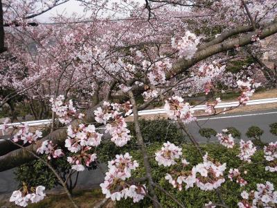 梅園上の駐車場から見下した桜