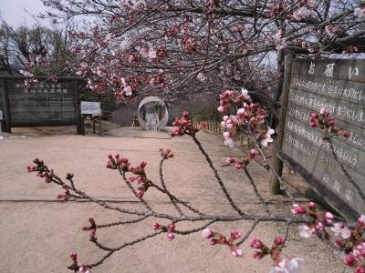 冒険の森入口の花