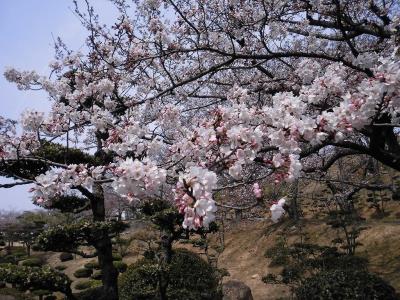 公園管理事務所南面の花のアップ