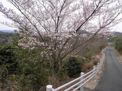 北側園路脇のピンク系ヤマザクラ