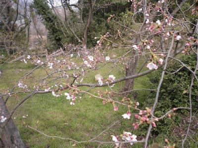 馬場跡付近のソメイヨシノ