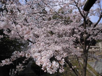 ソメイヨシノの花枝