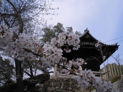 鐘楼を背景のソメイヨシノ