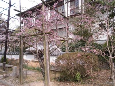 神社南側のシダレザクラ