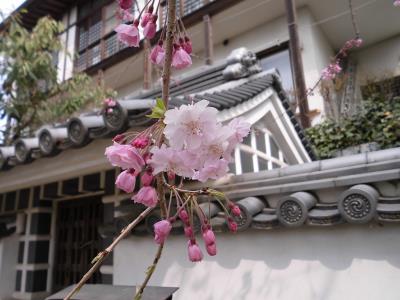 開き始めの枝垂れはピンクが濃くて可愛い