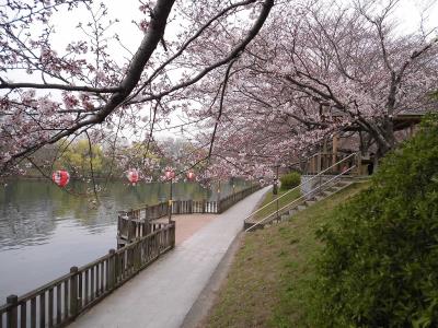 配水池東土手の桜