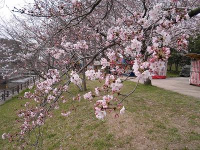 西側の用水路沿いの桜