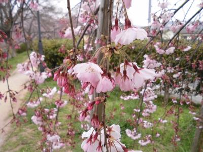 透き通ったピンクの花