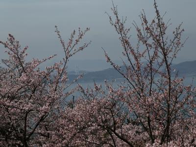 ソメイヨシノの枝々