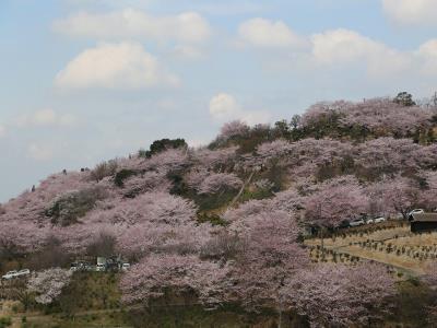 満開の桜に溶け込んでいる冒険の森に有るローラー滑り台