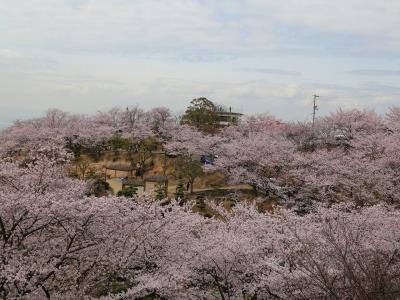 管理事務所付近の桜