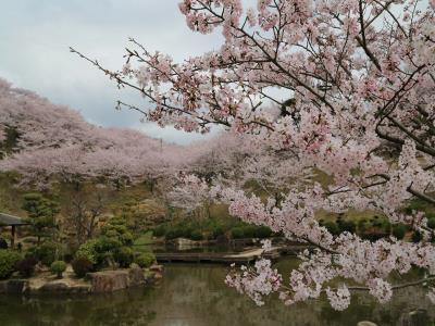 修景池付近の桜と池・東屋・斜面の桜１