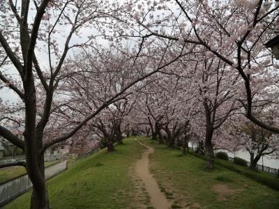 配水池東土手の桜のトンネル