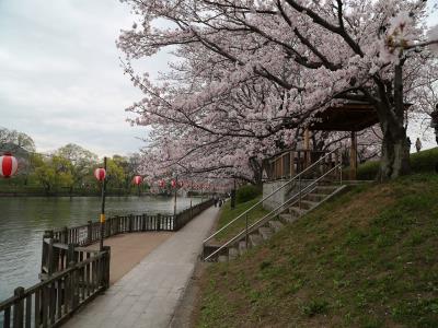 せり出す桜の枝