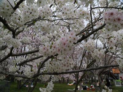 花が多くて見応えがある桜