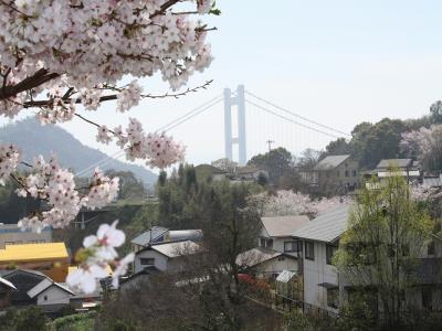 サクラと下津井大橋の北側主塔