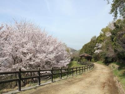 南園路のソメイヨシノ