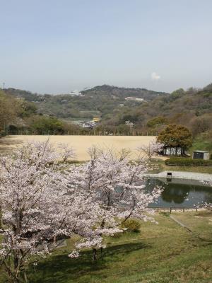 修景池とソメイヨシノ